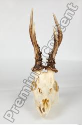 Skull Deer